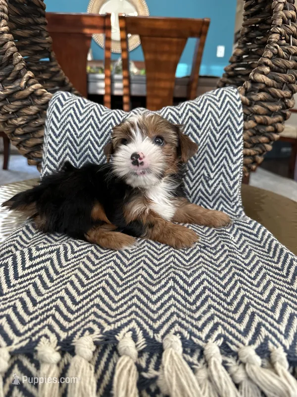 Archie – Yorkshire Terrier puppy for sale in Dallas, TX