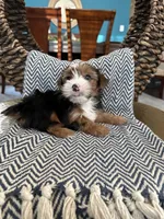 Archie, a male Yorkshire Terrier for sale in Dallas, TX – 1 of 3