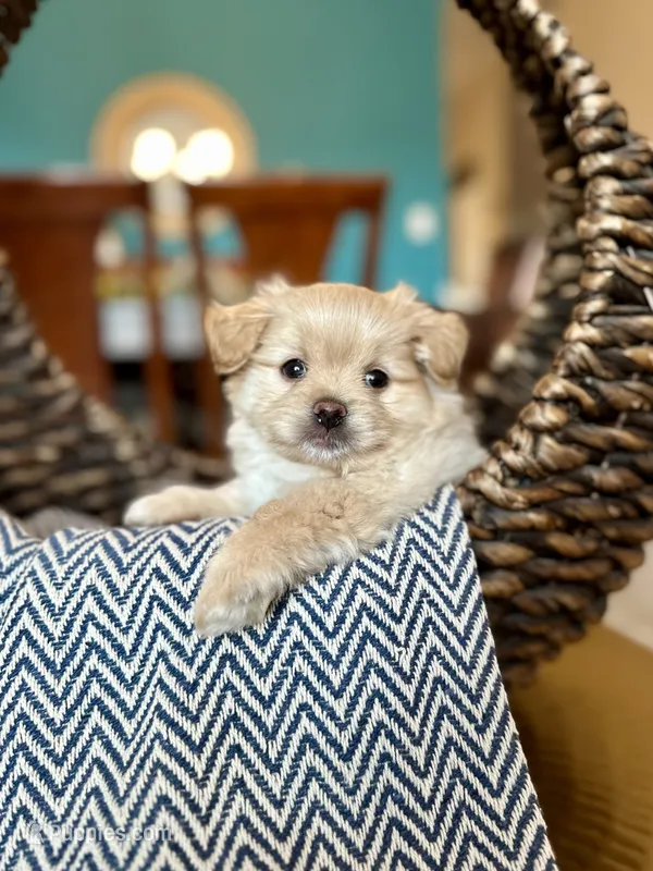 Toby – Pomapoo puppy for sale in Dallas, TX