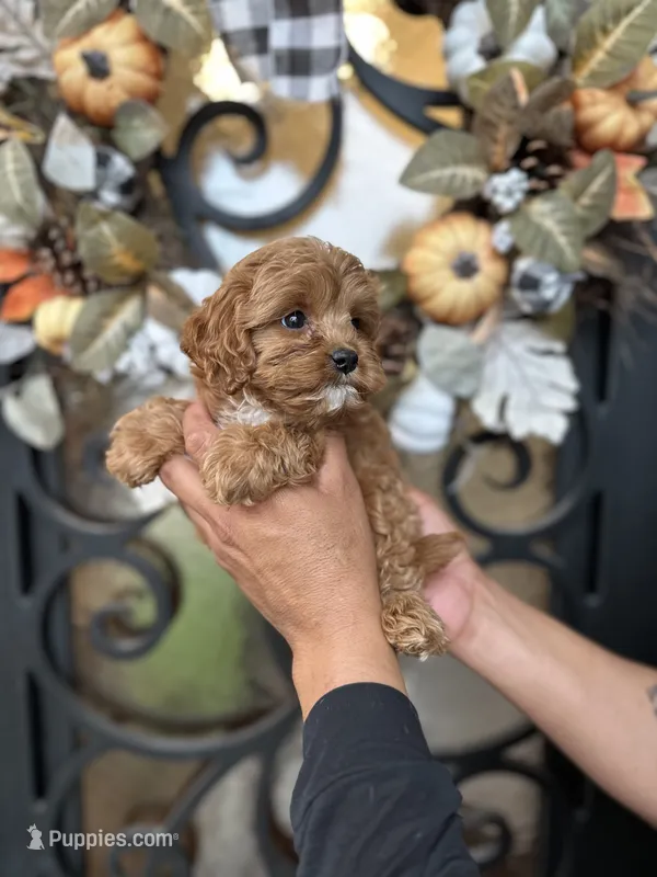 Oliver , a male Cavapoo for sale in Dallas, TX – 1 of 3