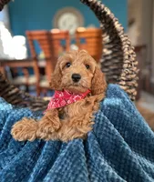 Woody , a male Miniature Goldendoodle for sale in Dallas, TX – 3 of 3