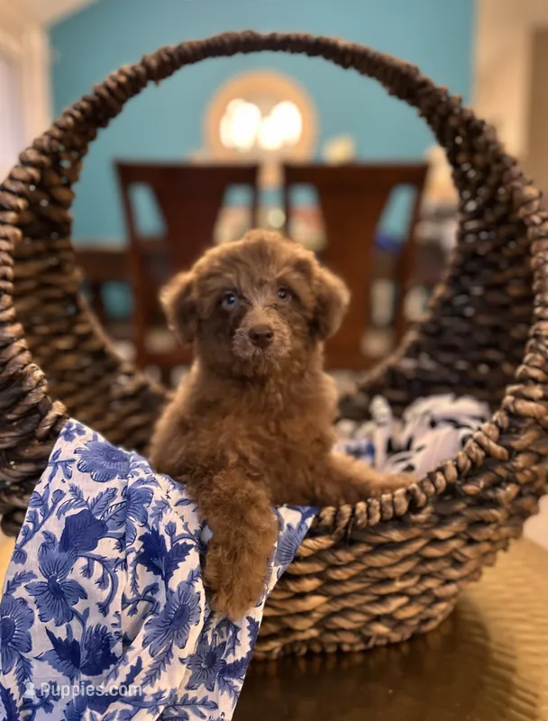 Bear  – Poodle - Miniature  puppy for sale in Dallas, TX