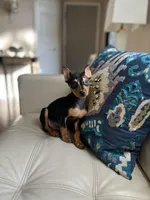 Queen , a female Miniature Pinscher for sale in Dallas, TX – Photo 3 of 3