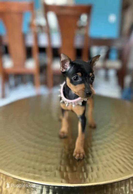 Queen  – Miniature Pinscher puppy for sale in Dallas, TX