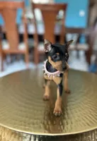 Queen , a female Miniature Pinscher for sale in Dallas, TX – Photo 1 of 3