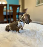 Jasper, a male Miniature Dachshund for sale in Dallas, TX – 3 of 4