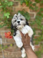 Susan , a female Shihpoo for sale in Dallas, TX – 2 of 3