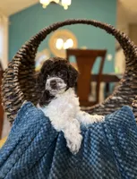 Molly , a female Cockapoo for sale in Dallas, TX – 2 of 3