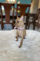Bambi , a female Miniature Pinscher for sale in Dallas, TX – 2 of 3