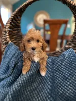Bentley , a male Poodle - Toy  for sale in Dallas, TX – 2 of 3