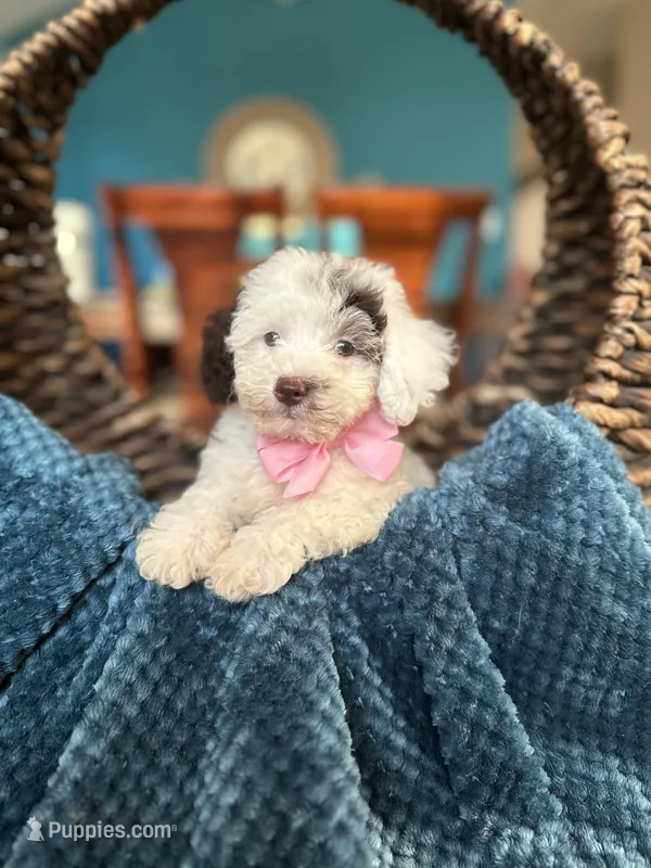 Luna – Maltipoo puppy for sale in Dallas, TX