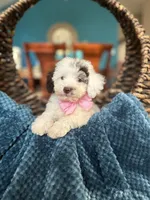 Luna, a female Maltipoo for sale in Dallas, TX – 1 of 3