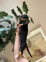 Gus, a male Miniature Dachshund for sale in Dallas, TX – 3 of 3