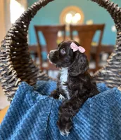 Molly AKC, a female Cocker Spaniel for sale in Dallas, TX – 3 of 4
