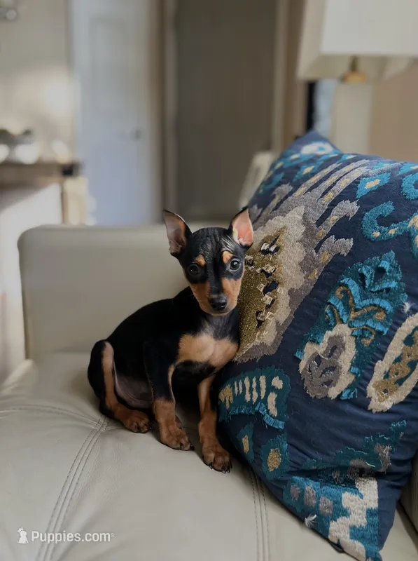 Rocky-mini – Doberman Pinscher puppy for sale in Dallas, TX