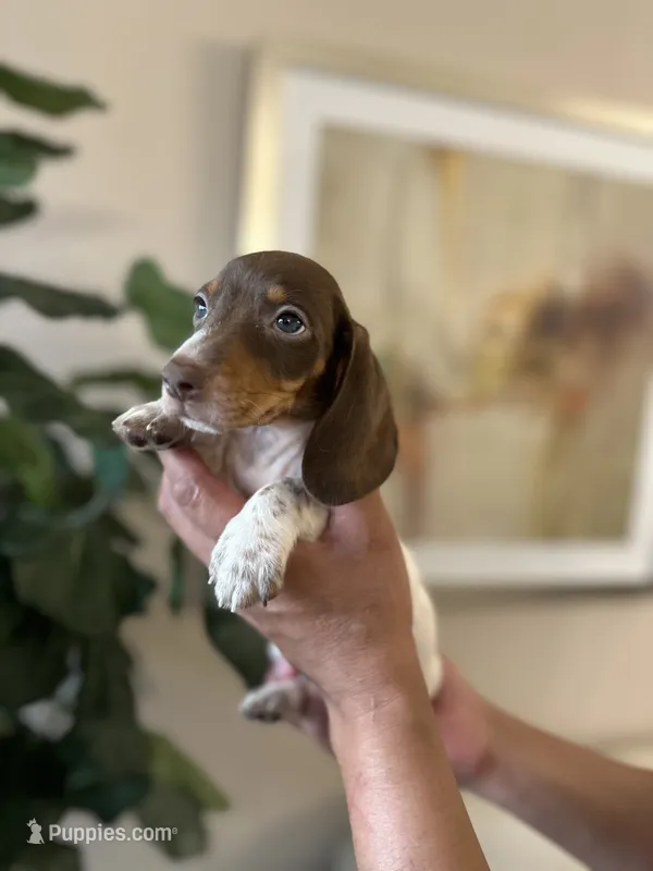 Lulu – Miniature Dachshund puppy for sale in Dallas, TX