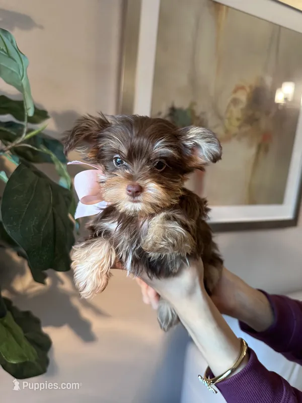 Ginger  – Yorkshire Terrier puppy for sale in Dallas, TX