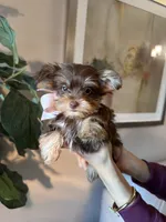 Ginger , a female Yorkshire Terrier for sale in Dallas, TX – 1 of 3