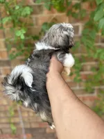 Susan , a female Shihpoo for sale in Dallas, TX – 3 of 3