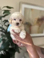 Casper, a male Maltipoo for sale in Dallas, TX – 2 of 2