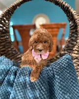Lulu, a female Poodle - Miniature  for sale in Dallas, TX – 3 of 3