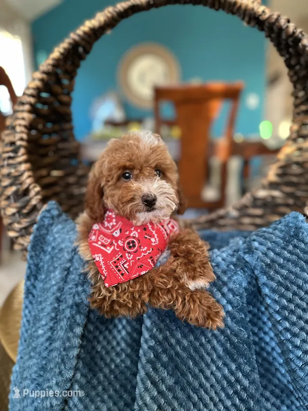Duke – Poodle - Miniature  puppy for sale in Dallas, TX