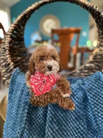 Duke, a male Poodle - Miniature  for sale in Dallas, TX – 1 of 3