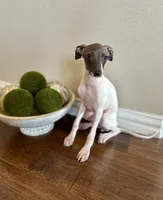 Lucy, a female Italian Greyhound for sale in Dallas, TX – 4 of 4
