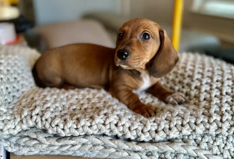 Buddy  – Miniature Dachshund puppy for sale in Dallas, TX
