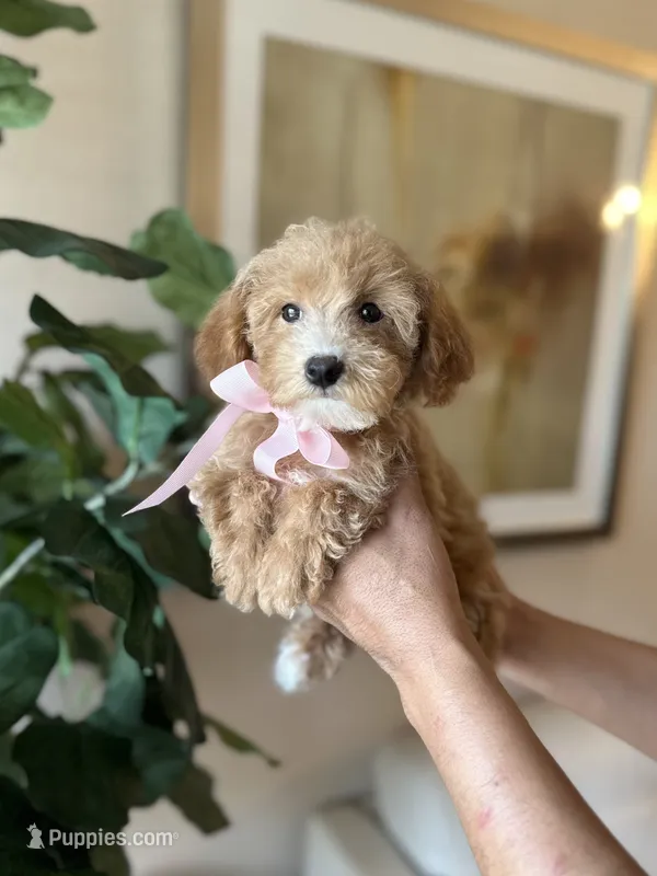 Soffi – Poodle - Miniature  puppy for sale in Dallas, TX