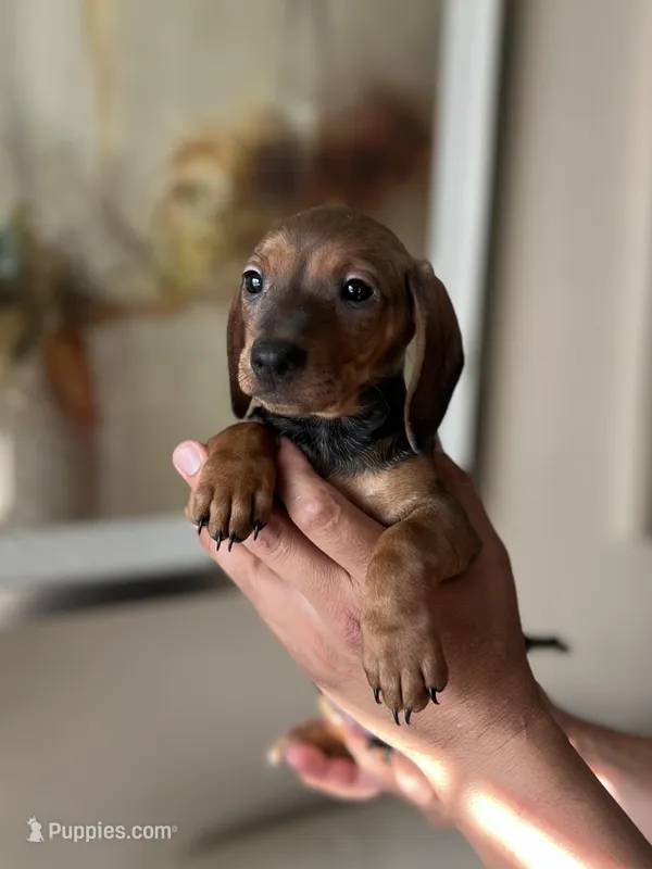 Adele , a female Miniature Dachshund for sale in Dallas, TX – Photo 1 of 3