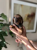 Adele , a female Miniature Dachshund for sale in Dallas, TX – Photo 2 of 3