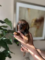 Adele , a female Miniature Dachshund for sale in Dallas, TX – Photo 3 of 3