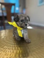 Rocky , a male Yorkipoo for sale in Dallas, TX – Photo 2 of 3