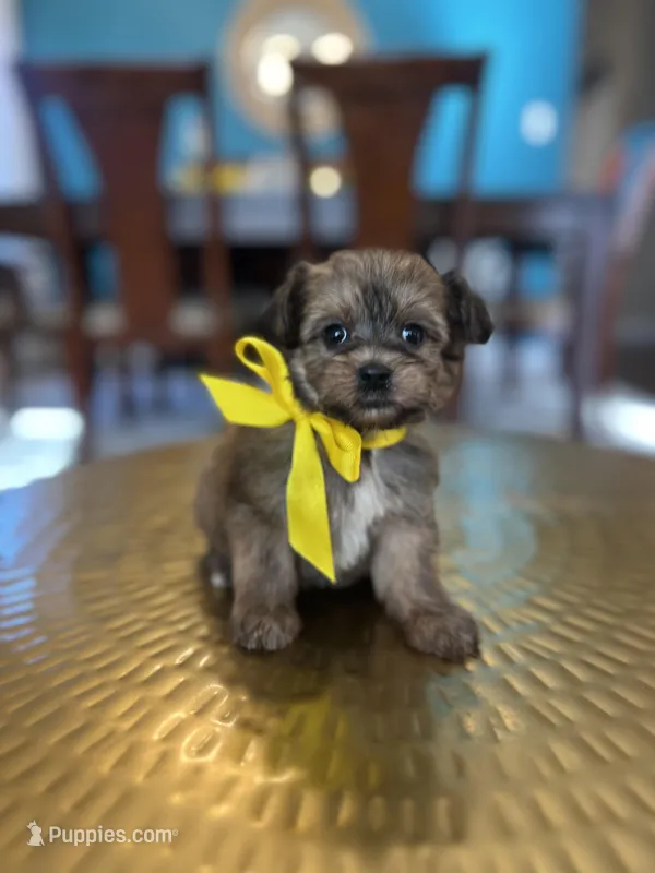 Rocky , a male Yorkipoo for sale in Dallas, TX – Photo 1 of 3