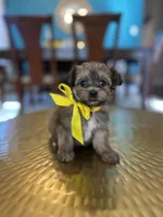 Rocky , a male Yorkipoo for sale in Dallas, TX – Photo 1 of 3