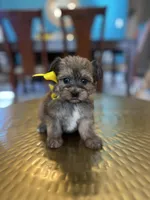 Rocky , a male Yorkipoo for sale in Dallas, TX – Photo 3 of 3