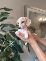 Jack, a male Miniature Dachshund for sale in Dallas, TX – 2 of 4