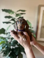 Lola , a female Miniature Dachshund for sale in Dallas, TX – 2 of 2