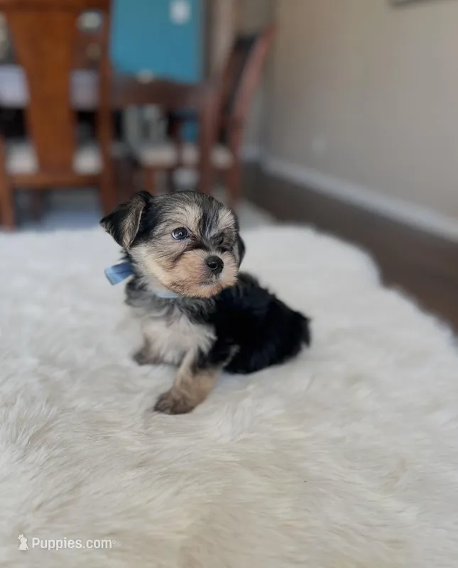 Tom – Yorkipoo puppy for sale in Dallas, TX