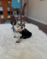 Tom, a male Yorkipoo for sale in Dallas, TX – Photo 1 of 2