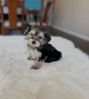 Tom, a male Yorkipoo for sale in Dallas, TX – Photo 2 of 2