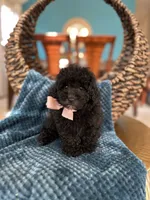 Dior, a female Poodle - Toy  for sale in Dallas, TX – 3 of 3