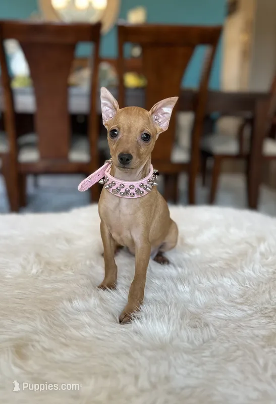 Bambi  – Miniature Pinscher puppy for sale in Dallas, TX