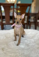 Bambi , a female Miniature Pinscher for sale in Dallas, TX – 1 of 3