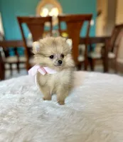 Bella , a female Pomeranian for sale in Dallas, TX – 1 of 3