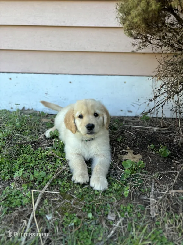 Teddy  – Golden Retriever puppy for sale in Ballwin, MO