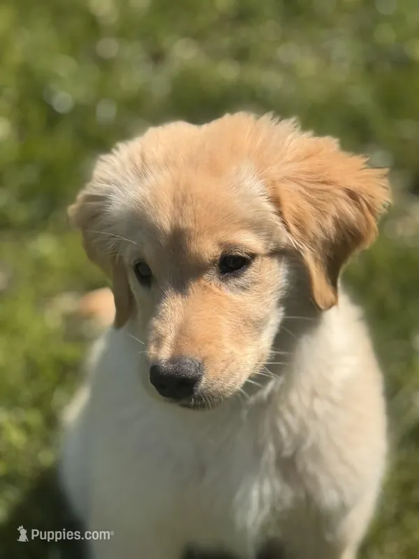 Teddy  – Golden Retriever puppy for sale in Ballwin, MO