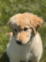 Teddy , a female Golden Retriever for sale in Ballwin, MO – Photo 1 of 3
