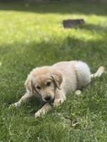 Teddy , a female Golden Retriever for sale in Ballwin, MO – Photo 3 of 3